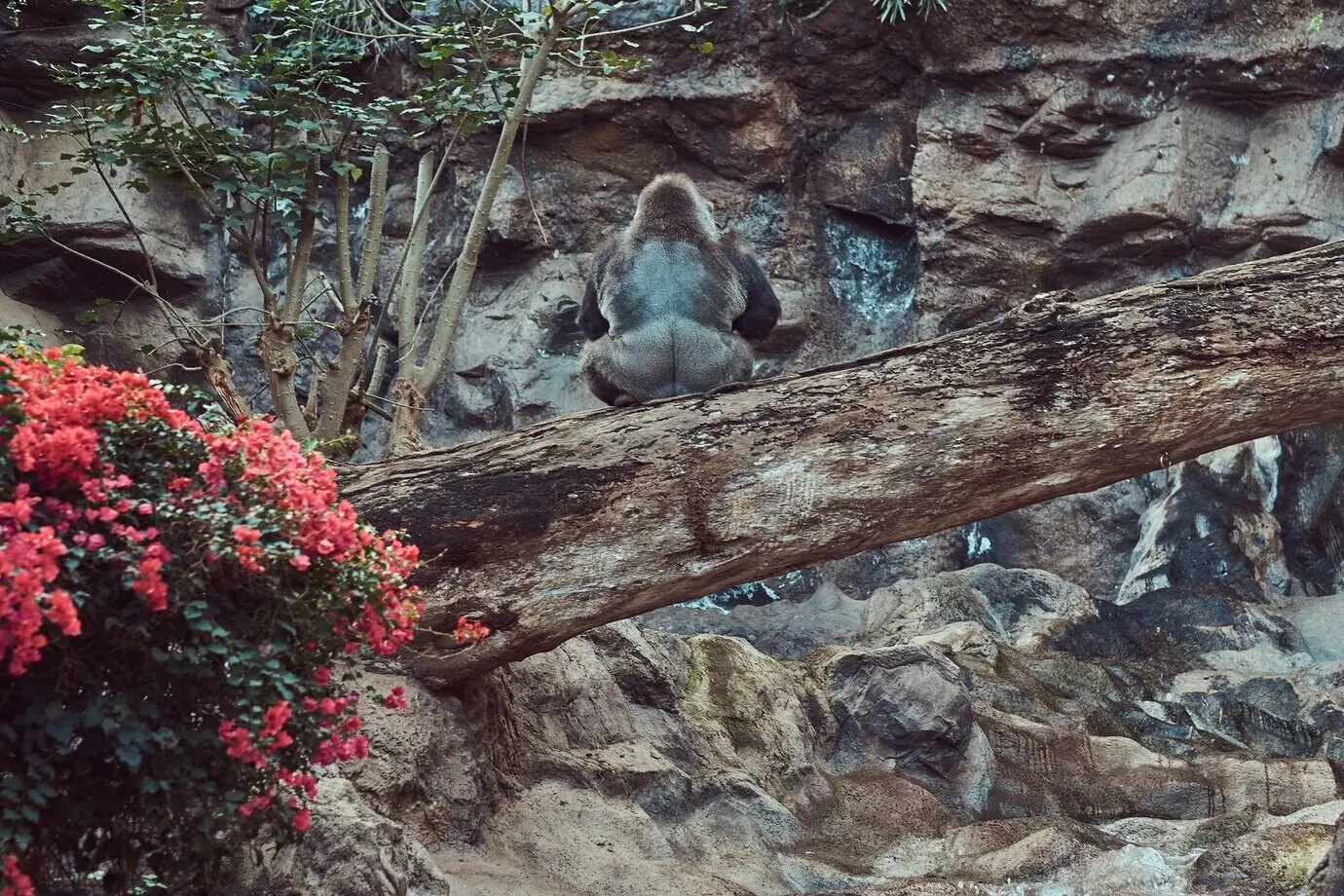 Ein großer männlicher Gorilla mit Silberrücken sitzt im Nationalzoo auf einem umgestürzten Baum über einem Abgrund.