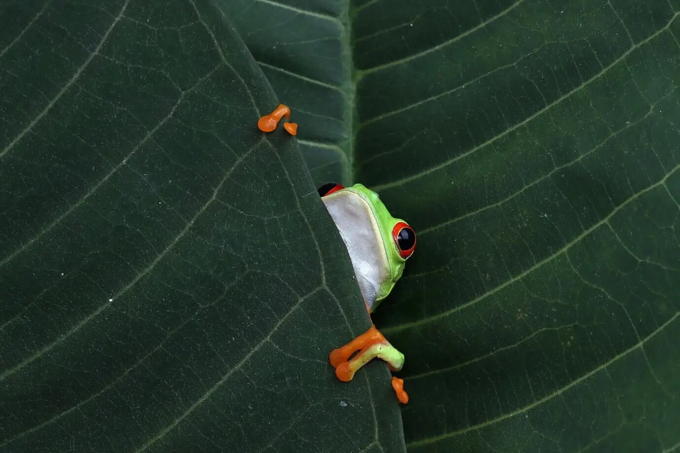 Rotaugen-Baumfrosch, der sich auf grünen Blättern versteckt. Rotaugen-Baumfrosch (Agalychnis callidryas) in Nahaufnahme auf grünen Blättern.